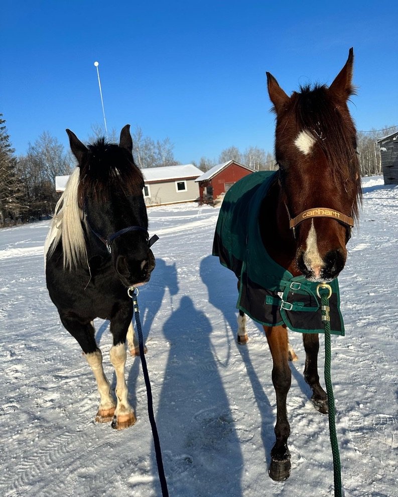 Apollo and Finn standing together in the snow