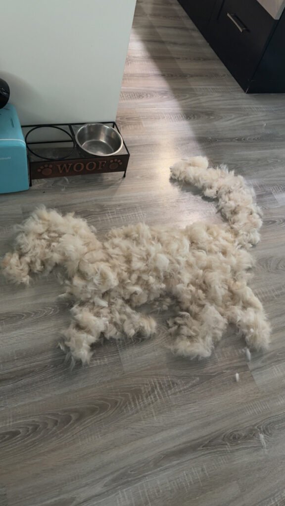 Pile of fur brushed from Koda the Siberian Husky