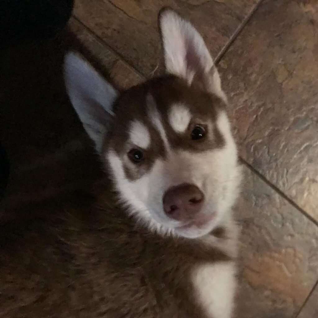 Red & white Siberian Husky puppy Koda