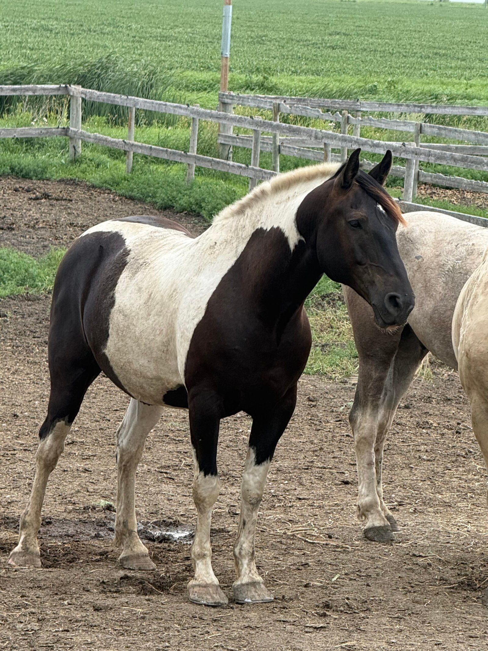 The Horse With The Biggest Heart