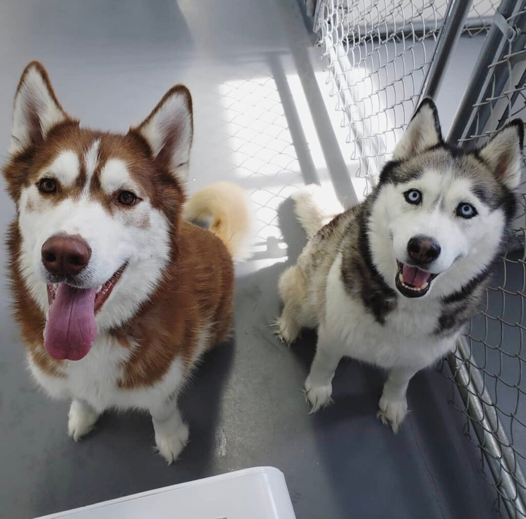 Koda & Miley, two Siberian Huskies, sitting together