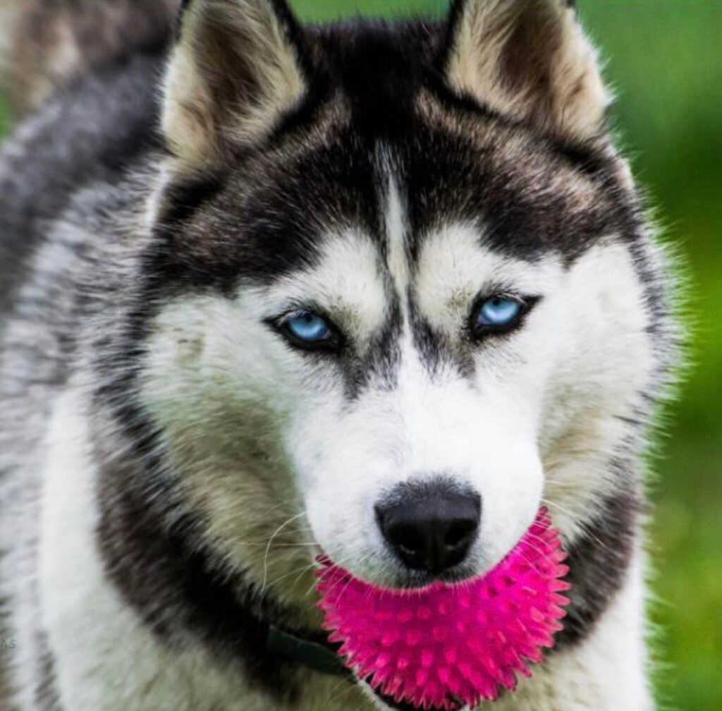 Miley, a Siberian Husky, holding a pink ball in her mouth