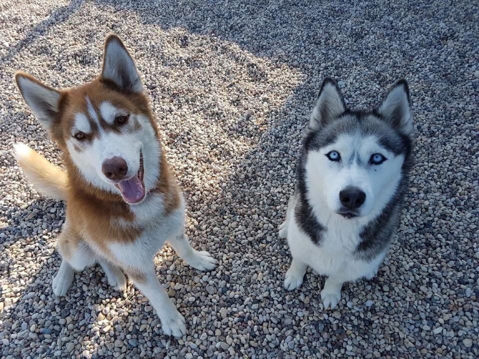 Miley & Koda, black & white and red & white Siberian Huskies