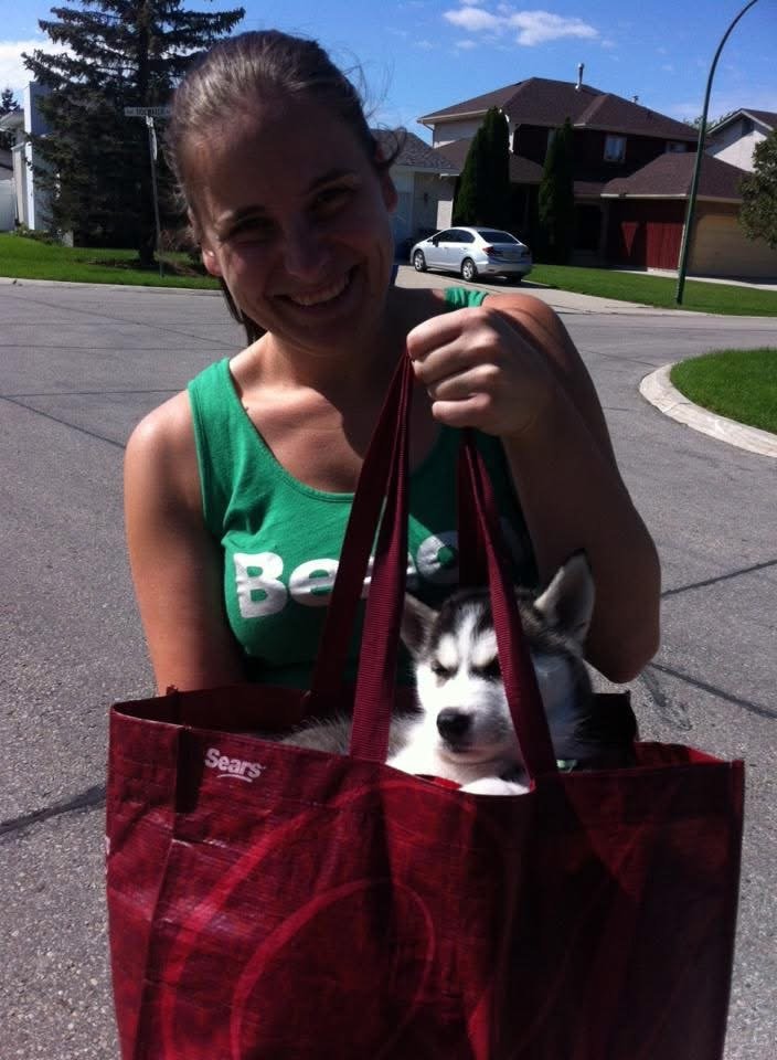 Miley as a Siberian Husky puppy being carried in a shopping bag