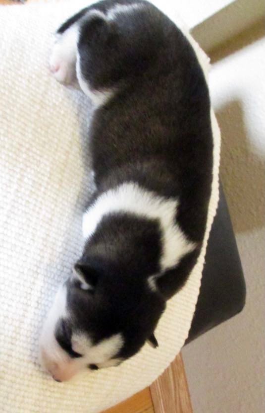 Miley as a Siberian Husky puppy when I chose her from the litter