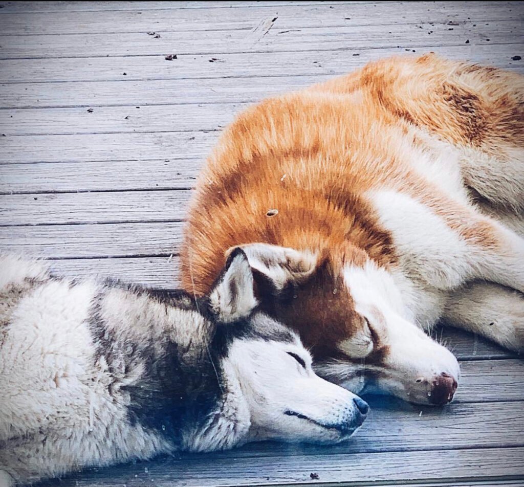 Miley & Koda, two Siberian Huskies sleeping together