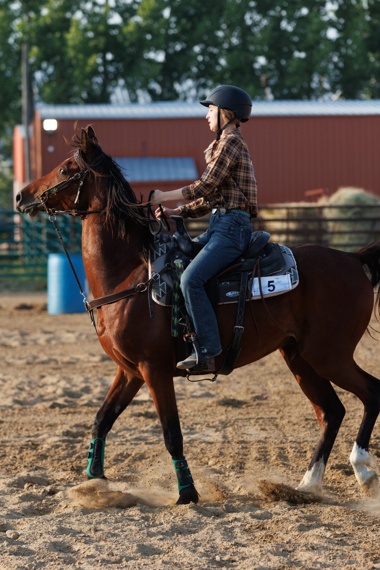 Why Arabian Horses Are Often Misunderstood