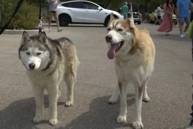 Siberian Husky vs. Alaskan Malamute: What’s The Difference?